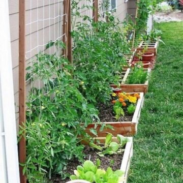 Backyard Gardening Becomes a Trend