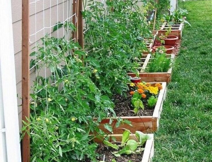 Backyard Gardening Becomes a Trend