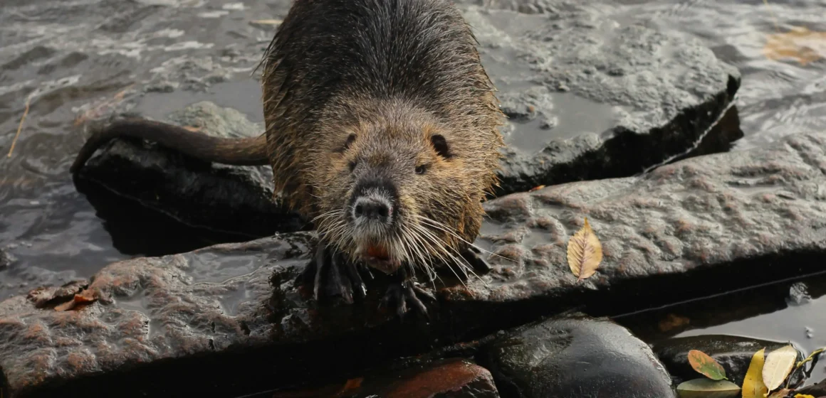 Discovering the Significance of the Beaver: Canada's National Animal