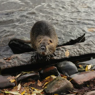 Discovering the Significance of the Beaver: Canada's National Animal