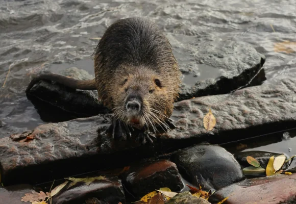 Discovering the Significance of the Beaver: Canada's National Animal