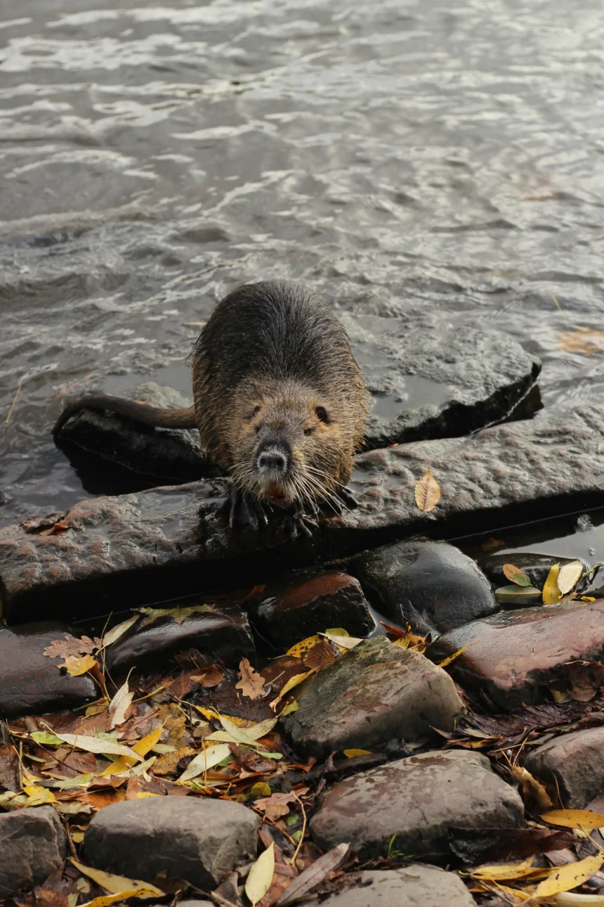 Discovering the Significance of the Beaver: Canada's National Animal