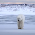 Polar Bears: The Majestic Giants of the Arctic