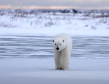 Polar Bears: The Majestic Giants of the Arctic